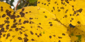 Newsletter Kulturelle Bildung - Oktober - Kreis Segeberg und Hansestadt Lübeck