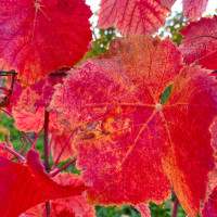 Newsletter Kulturelle Bildung - Oktober 2025 - Lübeck / Segeberg